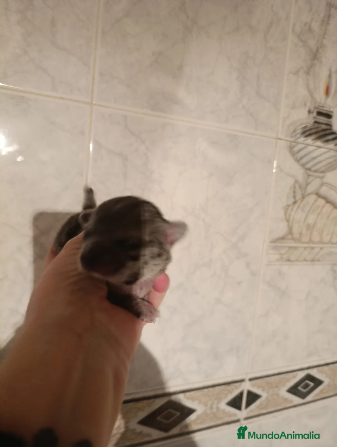 Chihuahua perros en venta: CHIHUAHUAS MERLES EXCLUSIVOS - Anuncio 2