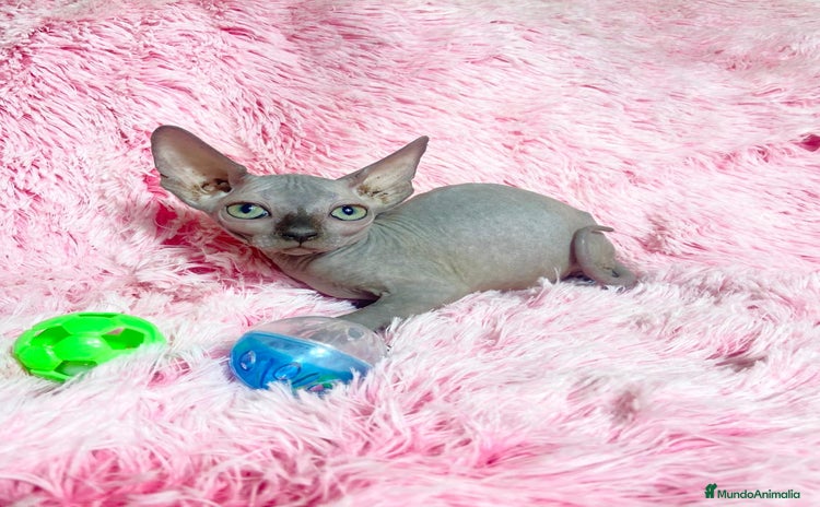 Sphynx gatos - Propaganda 1
