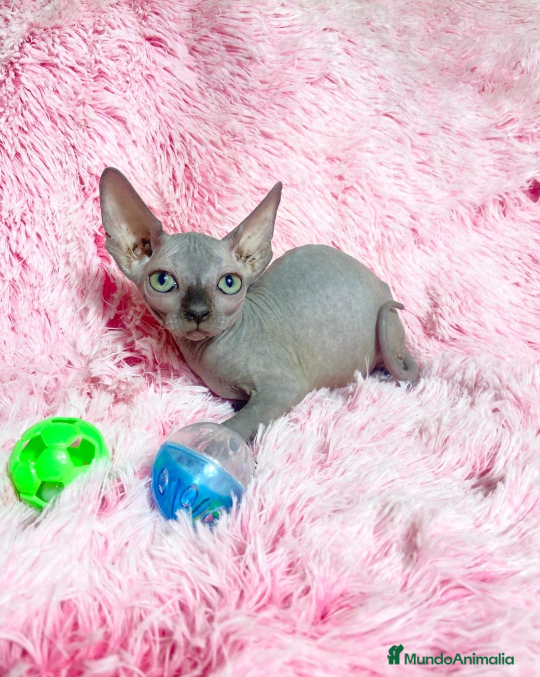 Sphynx gatos en venta: gatita blue - Imagen 1