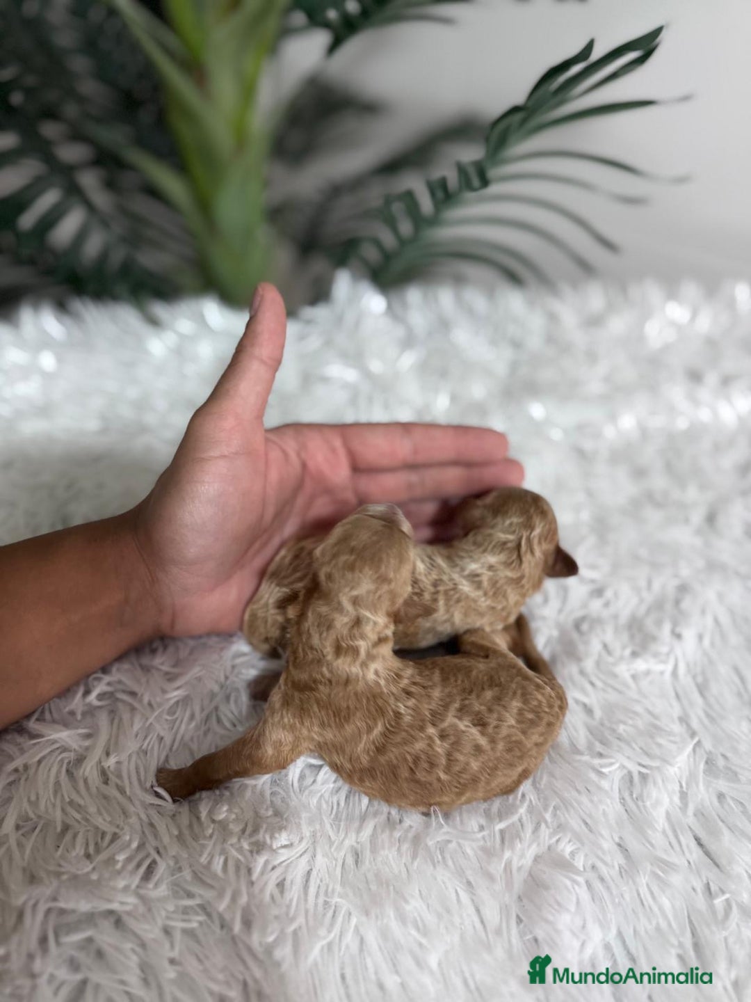 Caniche Toy perros en venta: CANICHE TOY - Imagen 11