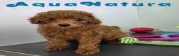 Caniche Toy perros en venta: Caniche Macho 1916 AQUANATURA - Anuncio 7