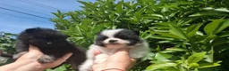 Pomerania perros en venta: Camada de pomerania hembras  - Anuncio 5