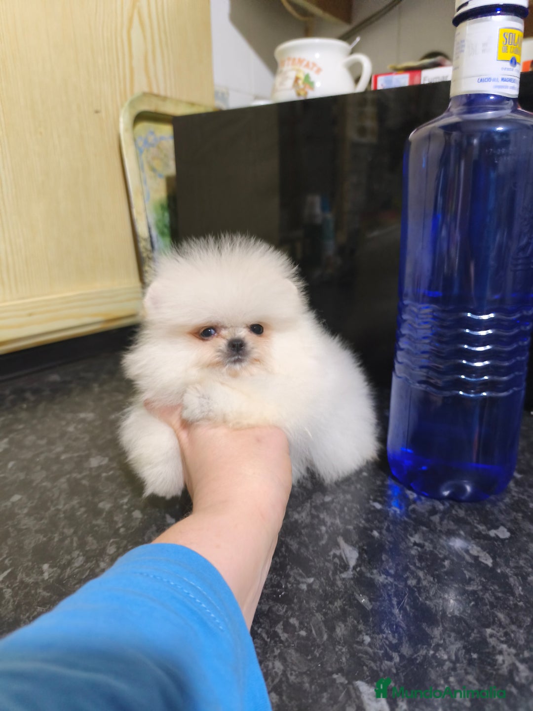 Pomerania perros en venta: Pomerania micro  línea rusa y coreana  - Anuncio 7
