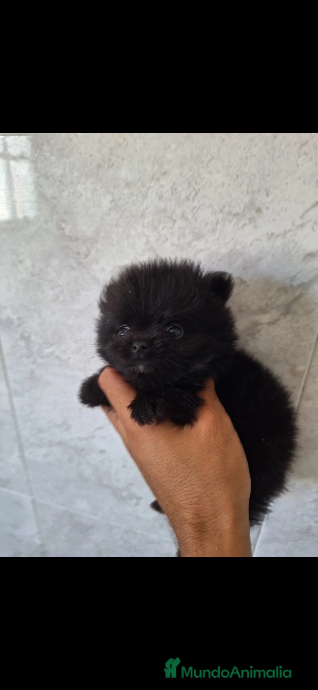 Pomerania perros en venta: Pomeranias - Anuncio 1