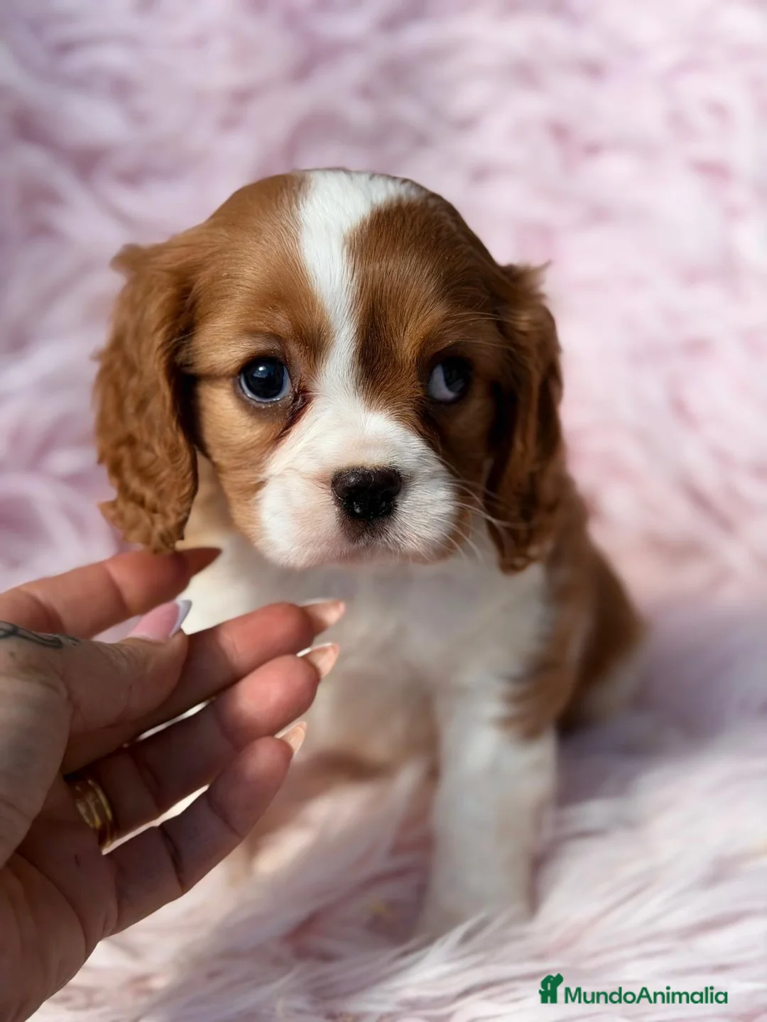 Cavalier King Charles Spaniel perros en venta: Cavalier Preciosa hembra - Anuncio 2