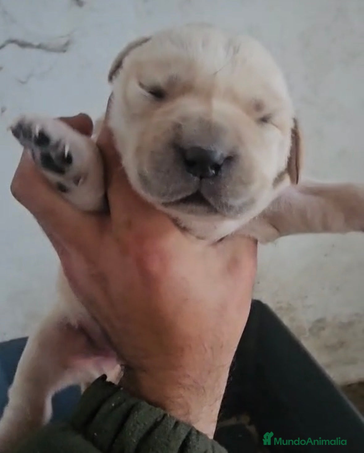 Labrador Retriever perros Labradores disponibles macho y hembra en Murcia - Anuncio 1