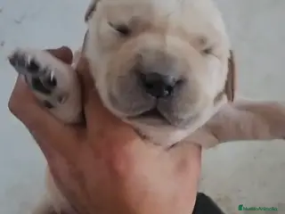 Labrador Retriever perros Labradores disponibles macho y hembra en Murcia - Anuncio 1