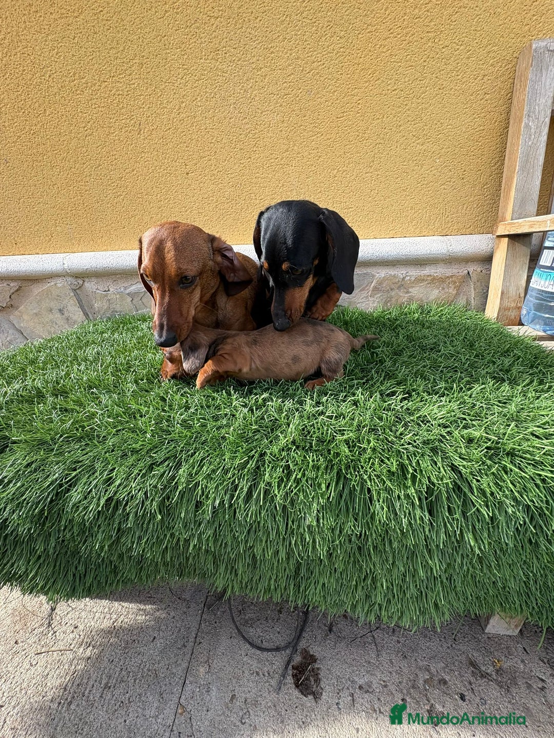 Teckel Miniatura perros en venta: Teckel miniatura varios colores  - Anuncio 23