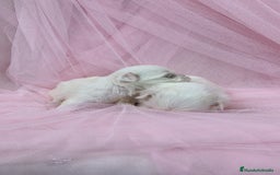 Bichón Maltés perros en venta: Bichón maltes ♂️♀️ - Imagen 5