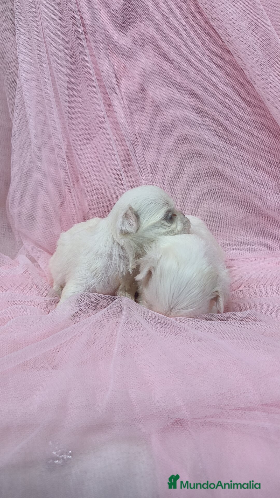 Bichón Maltés perros en venta: Bichón maltes ♂️♀️ - Imagen 5