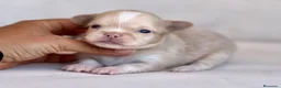 Chihuahua perros en venta: PRECIOSO MACHITO CREMA Y BLANCO DE PELO LARGO  - Anuncio 4