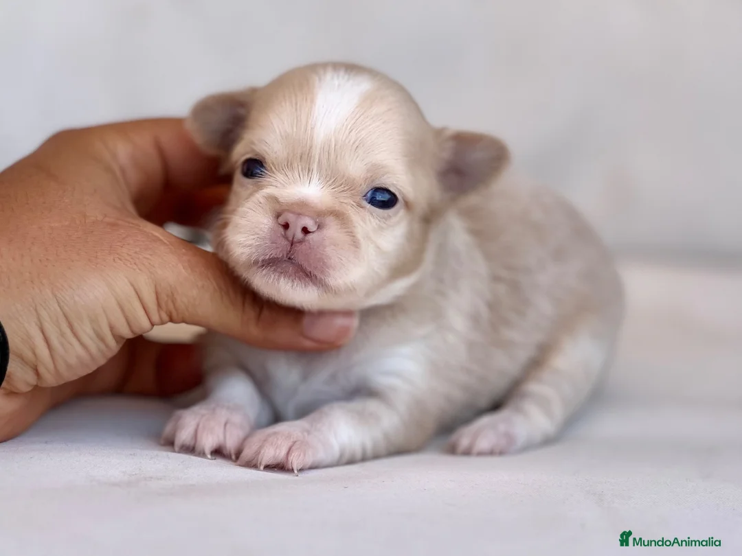 Chihuahua perros en venta: PRECIOSO MACHITO CREMA Y BLANCO DE PELO LARGO  - Anuncio 4