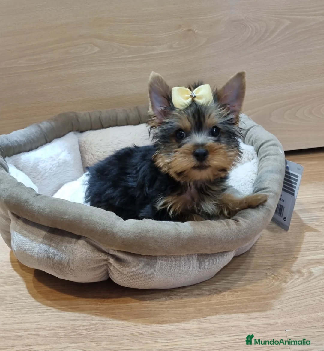 Yorkshire Terrier perros en venta: Yorkshire macho y hembra en Barcelona - Anuncio 4