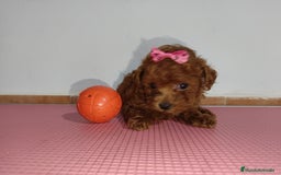 Caniche Toy perros en venta: Caniche toy - Imagen 1
