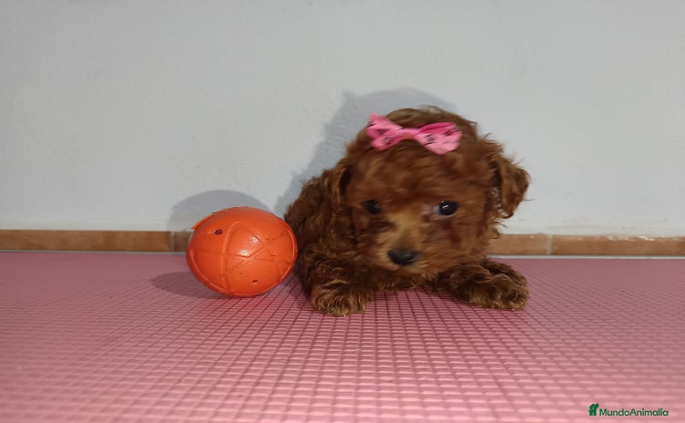 Caniche Toy perros - Propaganda 11