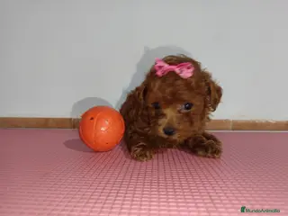 Caniche Toy perros Caniche toy - Anuncio 3