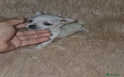 Chihuahua perros en venta: Chihuahua toy cabeza manzana  - Imagen 2