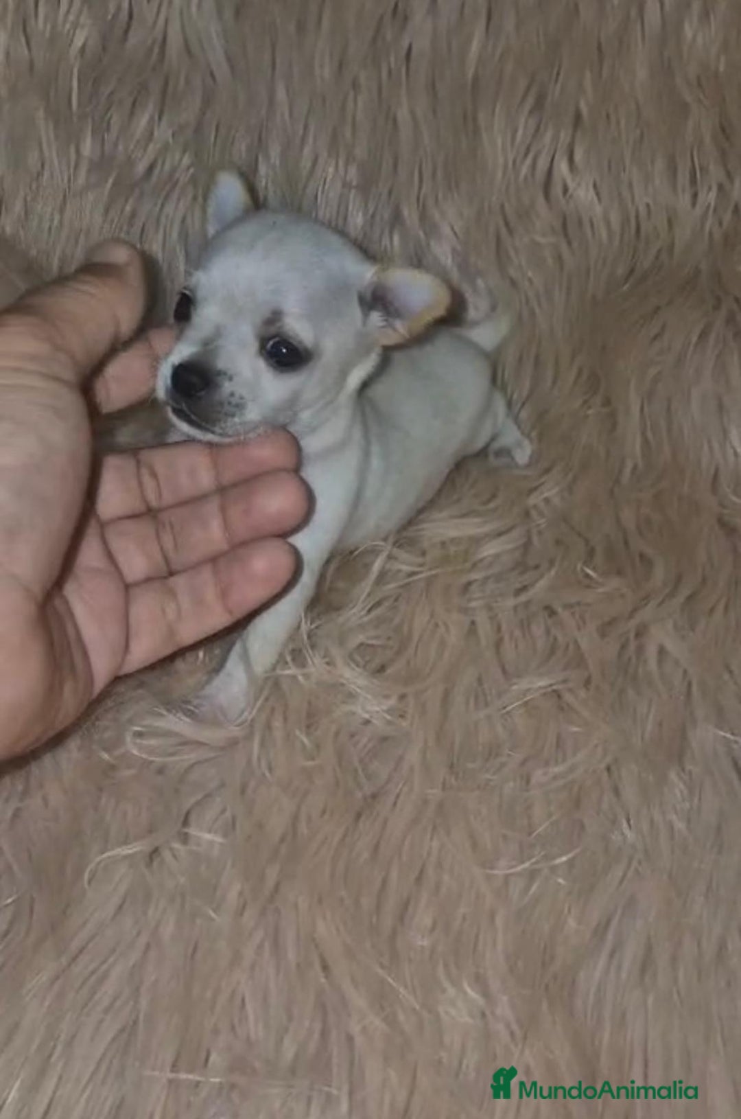 Chihuahua perros en venta: Chihuahua toy cabeza manzana  - Imagen 2