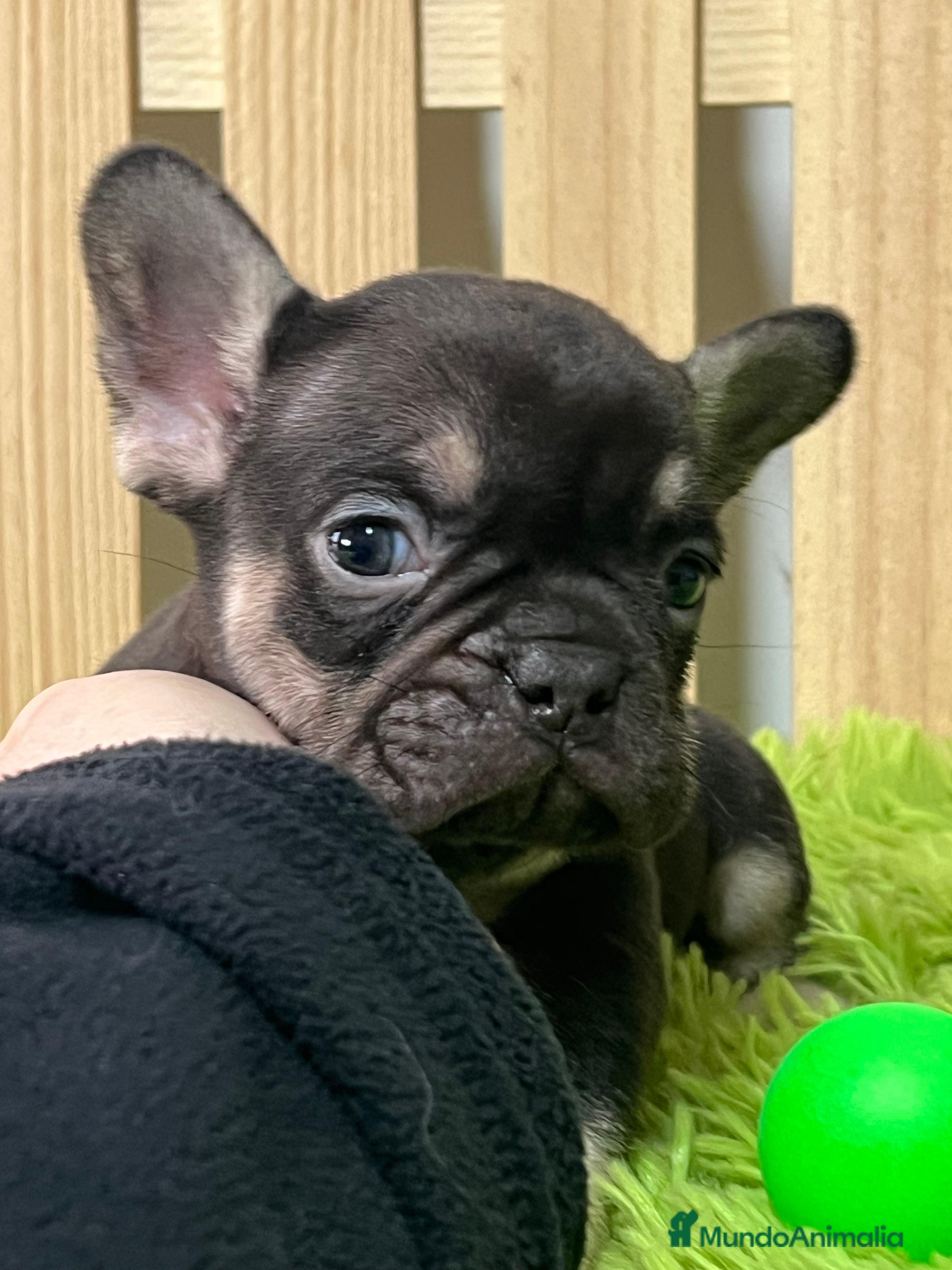 Bulldog Francés perros Bulldog francés exotic - Anuncio 1