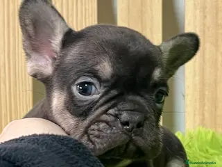 Bulldog Francés perros Bulldog francés exotic - Anuncio 1