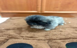 Shih Tzu perros en venta: Shih tzu macho  - Imagen 5