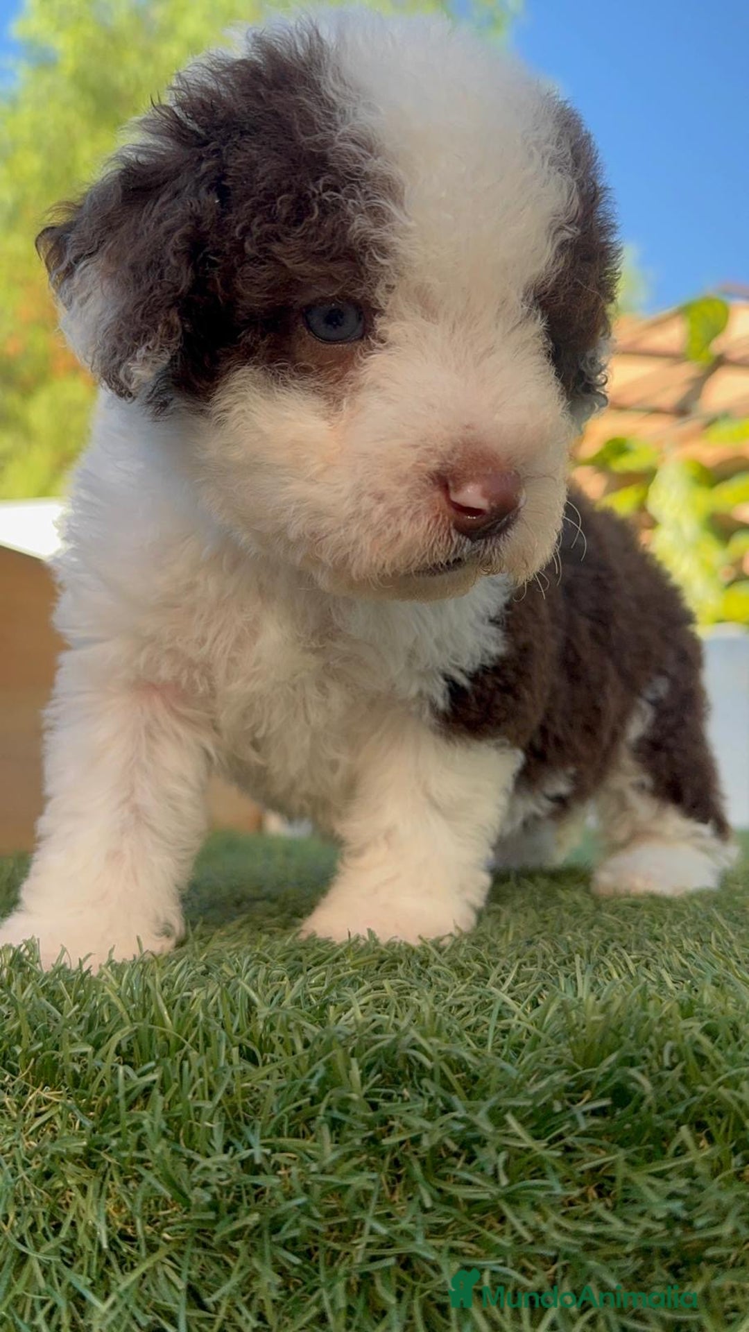 Perro de Agua Español perros en venta: PERRO DE AGUA macho - Imagen 8