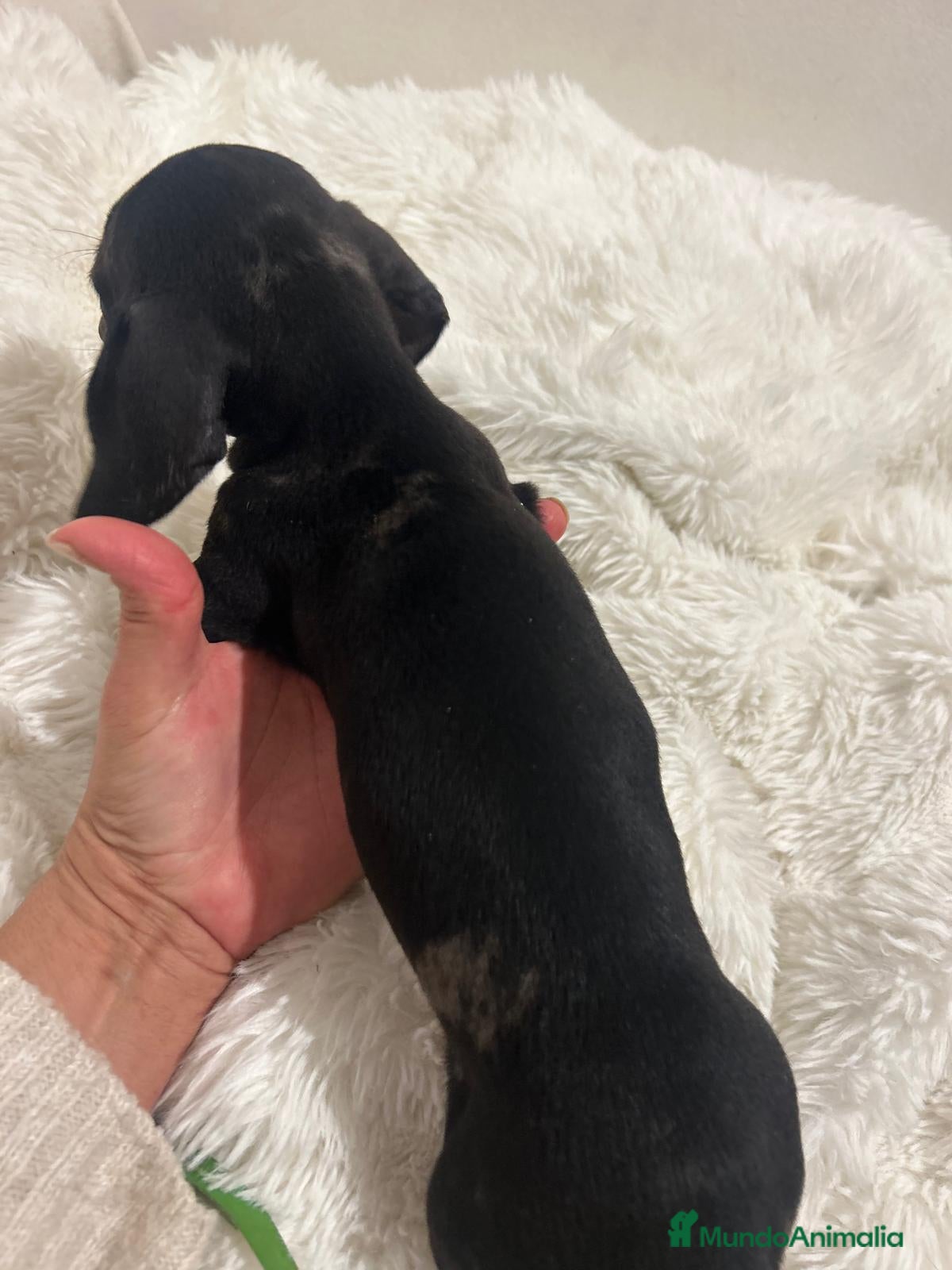 Teckel perros Teckel  - Anuncio 4