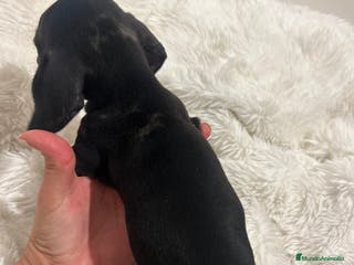 Teckel perros Teckel - Anuncio 4