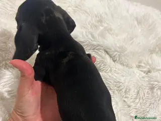 Teckel perros Teckel - Anuncio 8