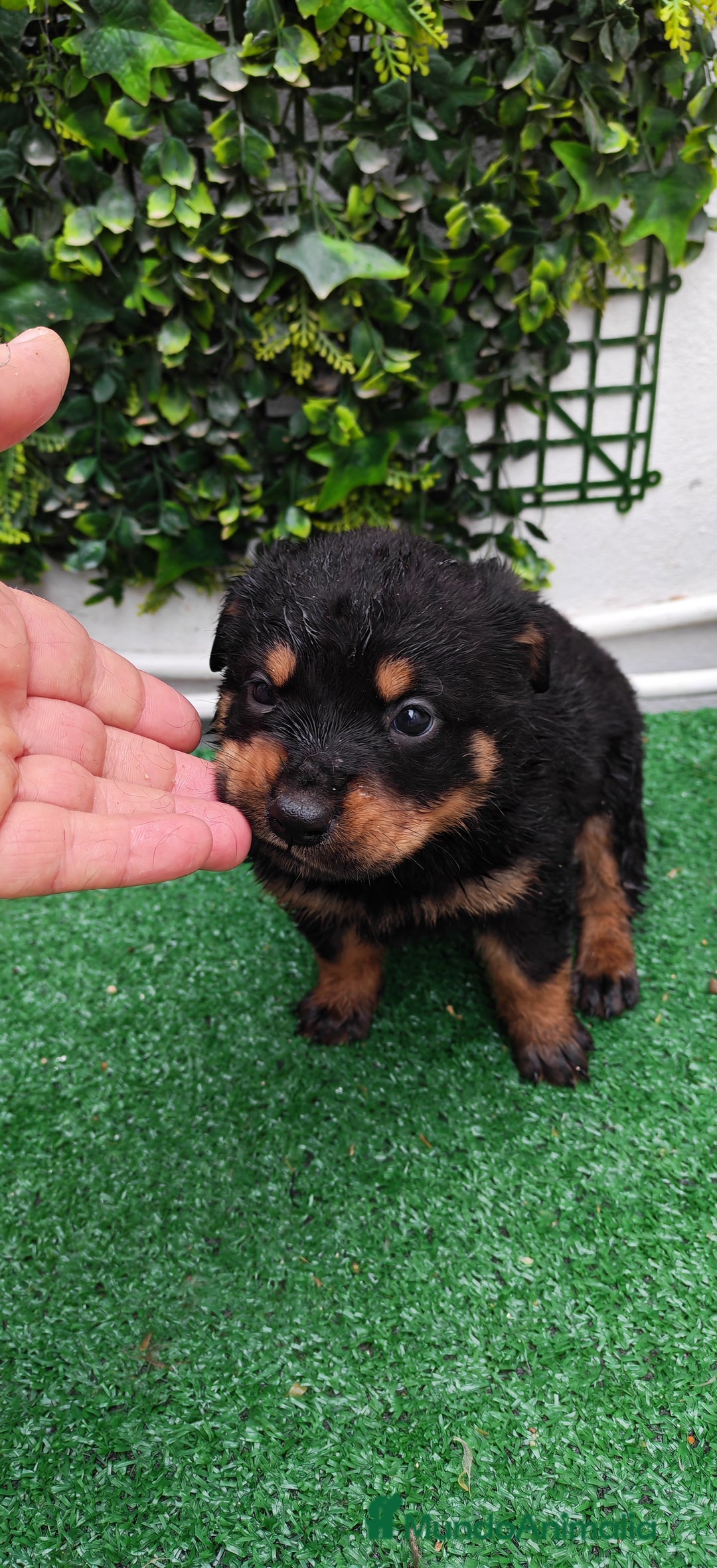 Rottweiler perros en venta: Camada de Rottwailer en Toledo - Anuncio 6