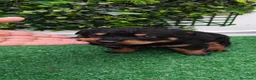Rottweiler perros en venta: 2 Últimos machos de Rottwailer - Anuncio 6