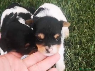 Biewer Yorkshire Terrier a la Pom Pon perros en Barcelona - Anuncio 7