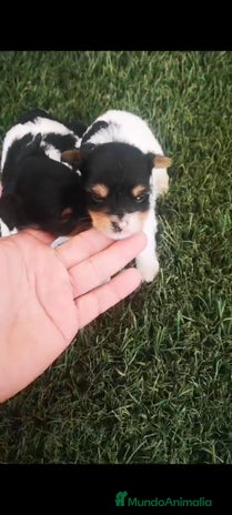 Biewer Yorkshire Terrier a la Pom Pon perros en Barcelona - Anuncio 7