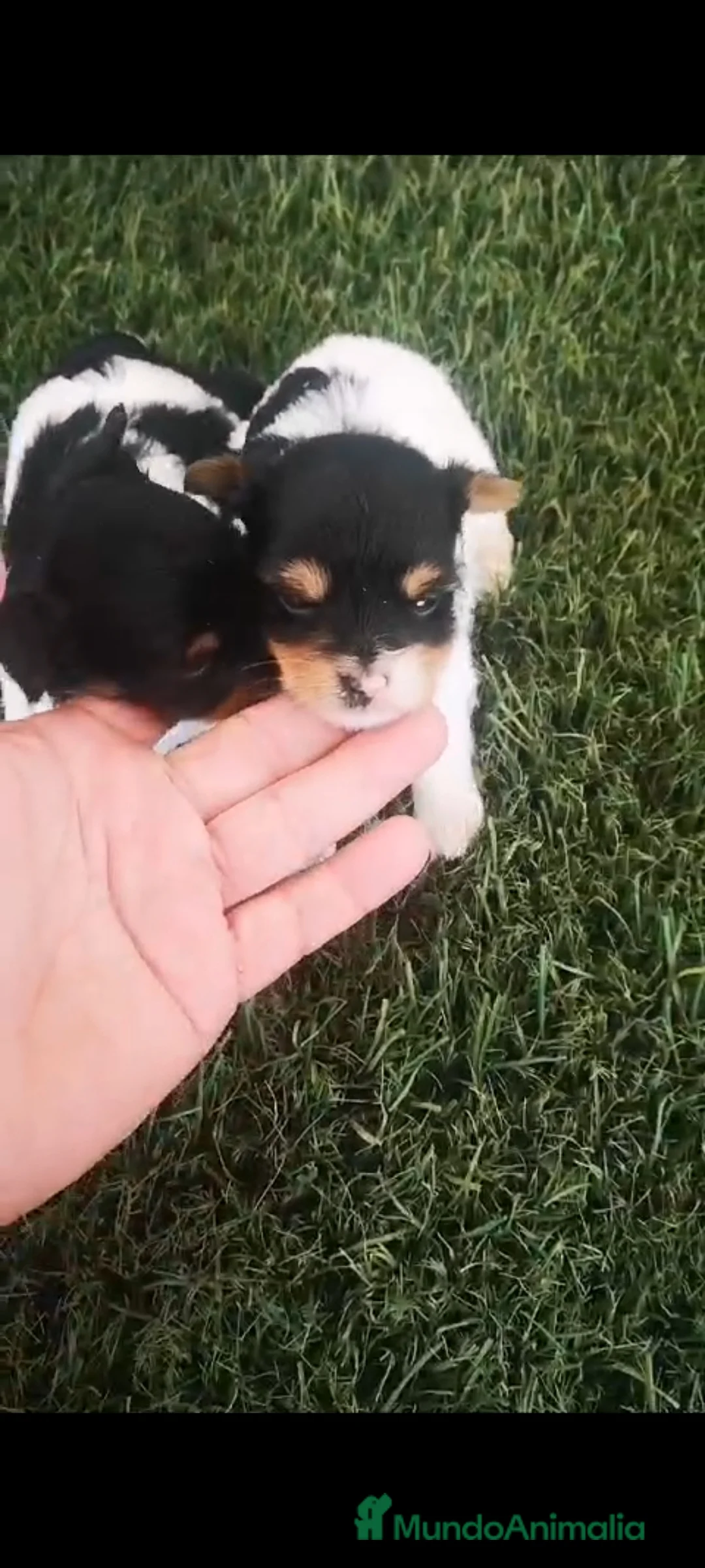 Biewer Yorkshire Terrier a la Pom Pon perros en venta: Biewer precios  en Barcelona - Anuncio 1