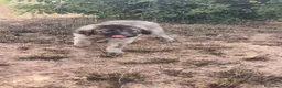 Pastor del Cáucaso perros en venta: Hembra Pastor del Caucaso  - Anuncio 5