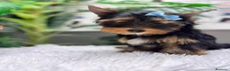 Yorkshire Terrier perros en venta: YORKSHIRE TERRIER  - Anuncio 9