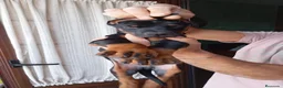 Dobermann perros en venta: Espectaculares dóbermann 🐶🐾 en Cádiz - Anuncio 3