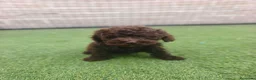 Perro de Agua Español perros en venta: Cachorros perros de agua - Anuncio 2