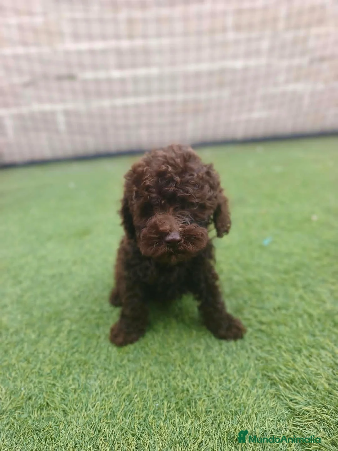 Perro de Agua Español perros en venta: Cachorros perros de agua - Anuncio 2