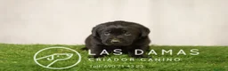 Labrador Retriever perros en venta: Cachorros de labrador - Anuncio 4