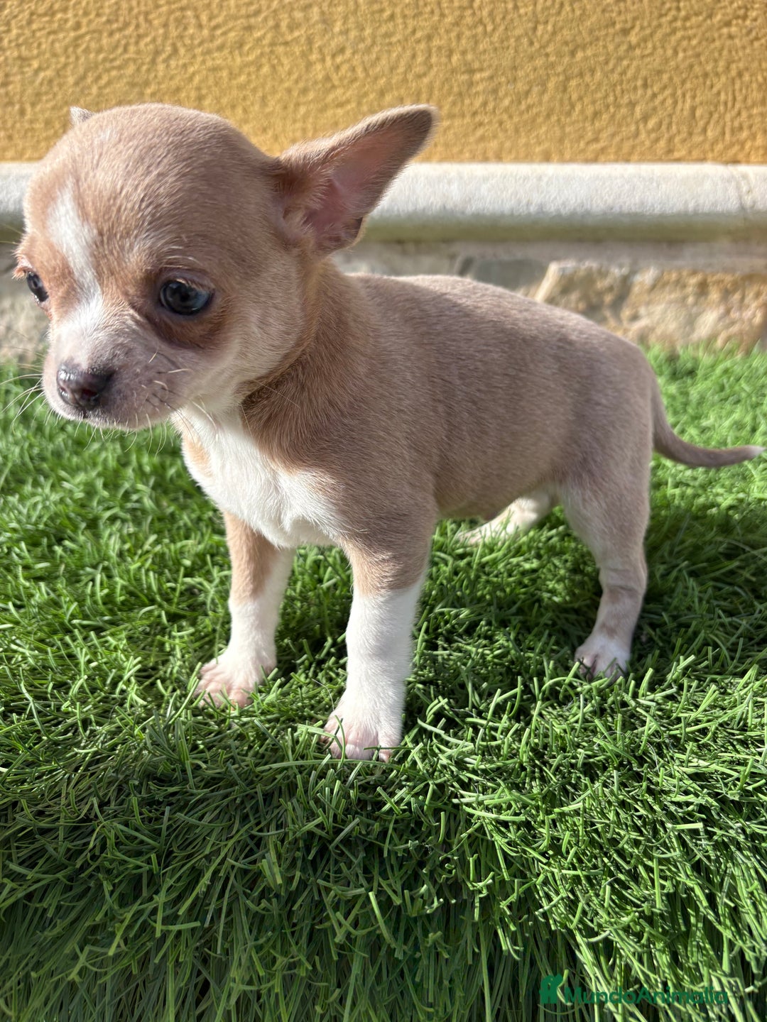 Chihuahua perros en venta: Chihuahua macho marrón blue ojos azules - Anuncio 21