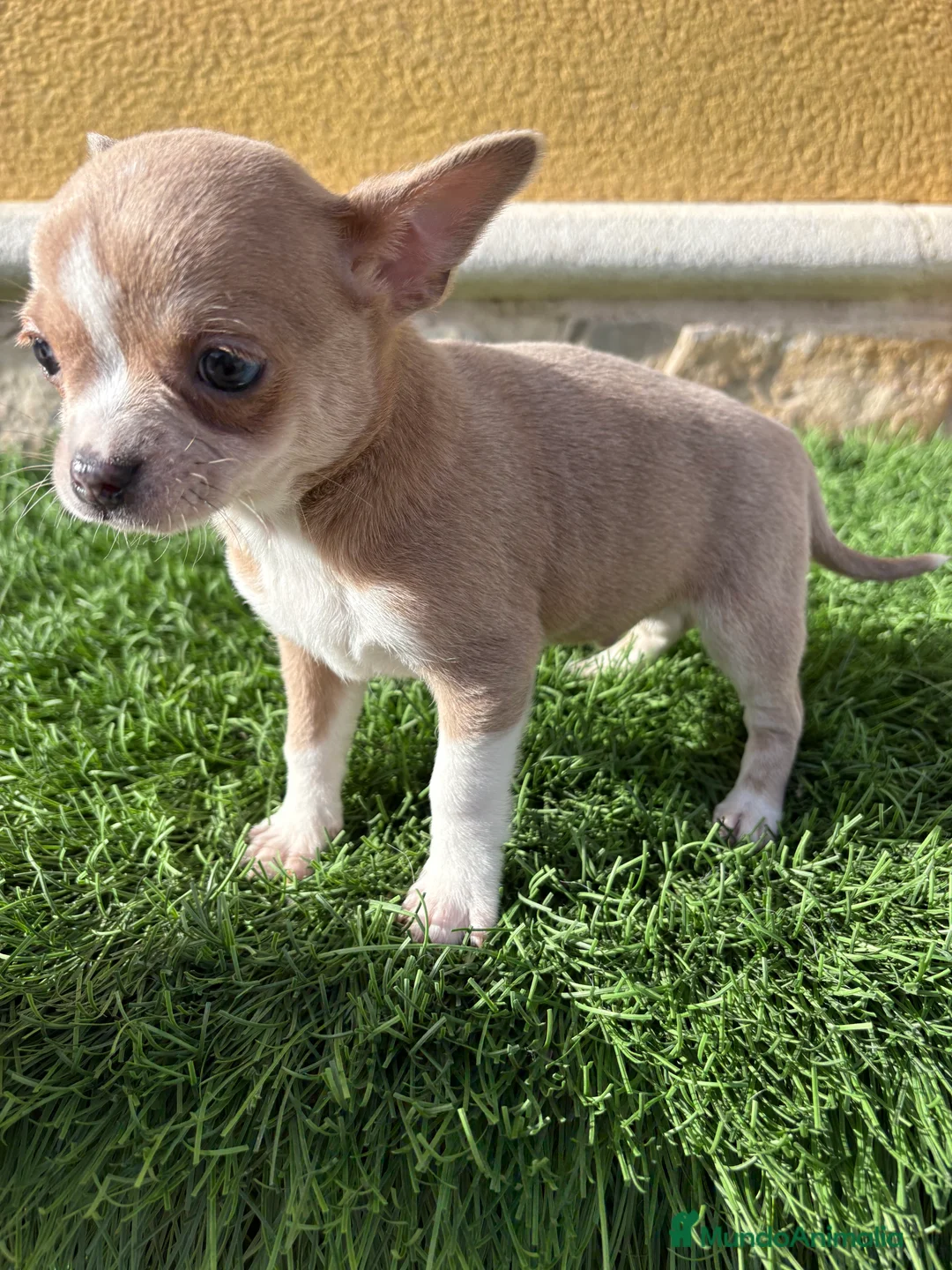 Chihuahua perros en venta: Chihuahua macho marrón blue ojos azules - Anuncio 21