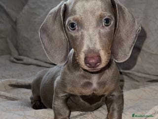 Teckel Miniatura perros Teckel puppy en Ciudad Real - Anuncio 20