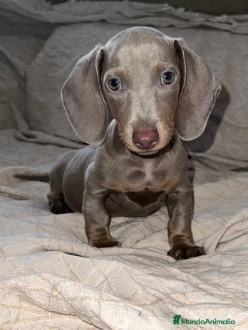 Teckel Miniatura perros Teckel puppy en Ciudad Real - Anuncio 2