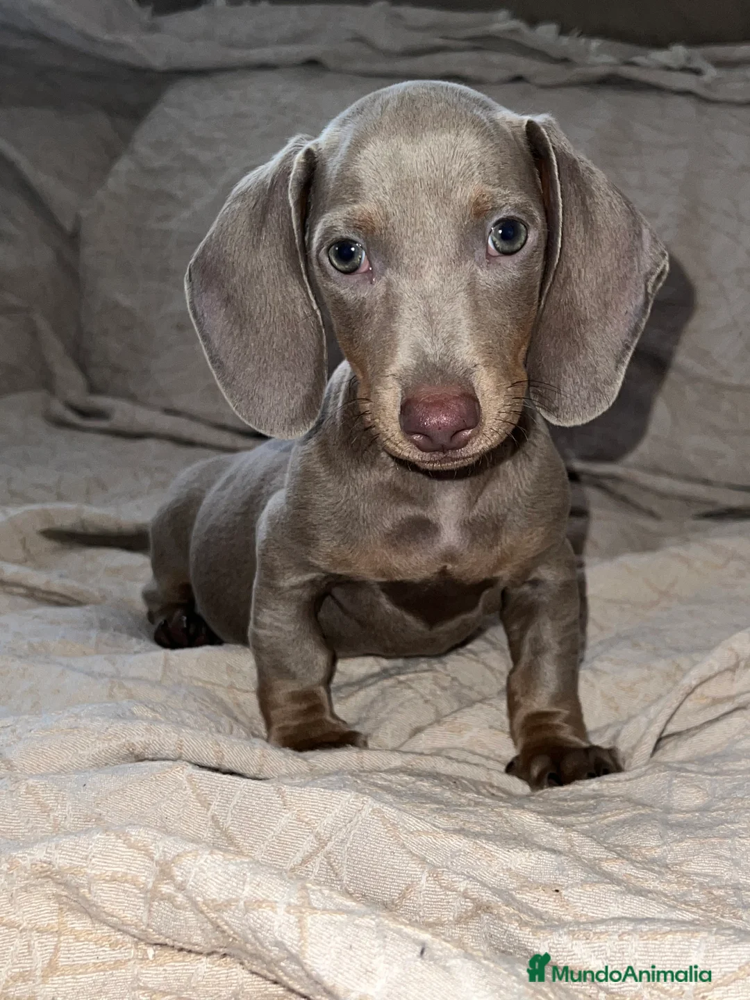 Teckel Miniatura perros en venta: Teckel puppy  en Ciudad Real - Anuncio 1