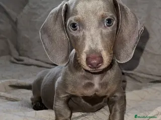 Teckel Miniatura perros Teckel puppy en Ciudad Real - Anuncio 22