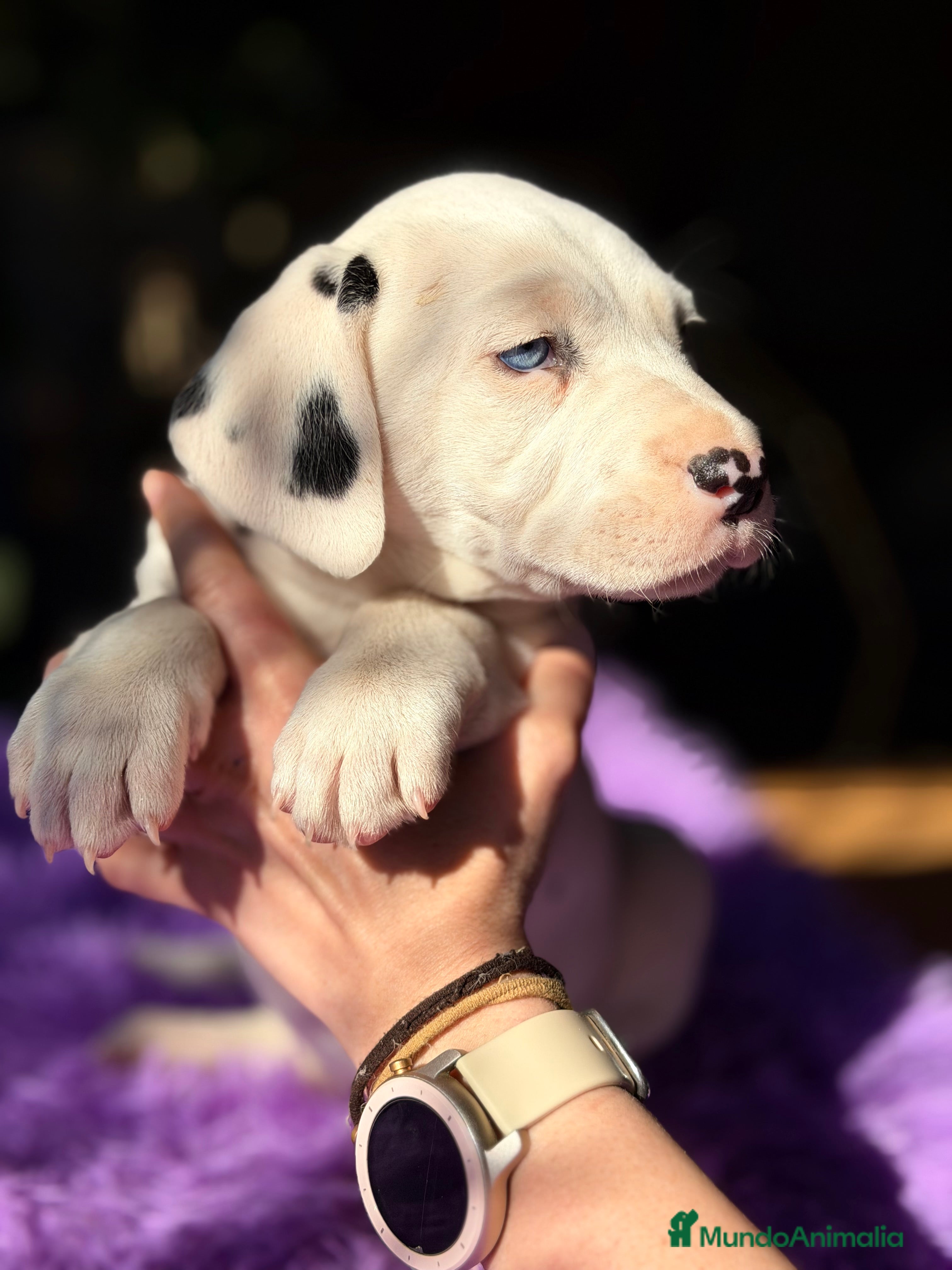 Dálmata perros Dálmata hembra  - Anuncio 2