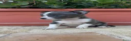 Chihuahua perros en venta: CHIHUAHUA BLUE HEMBRA - Anuncio 7