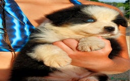 Pastor Australiano perros en venta: Cachorros pastor australiano  - Imagen 8
