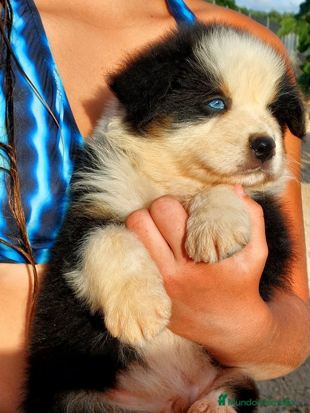 Pastor Australiano perros en venta: Cachorros pastor australiano  - Imagen 8